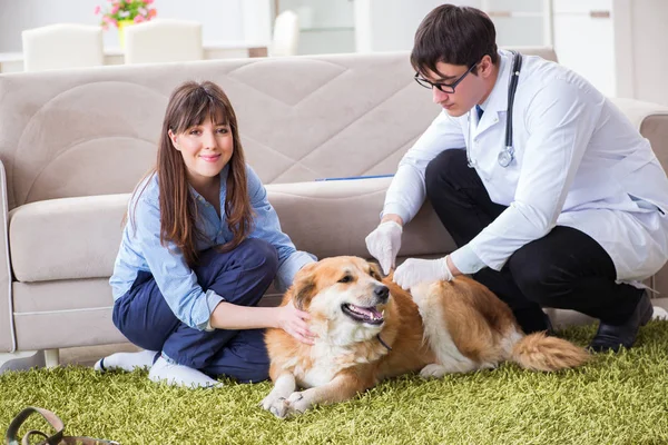 Veterinär läkare besöker golden retriever hund hemma — Stockfoto