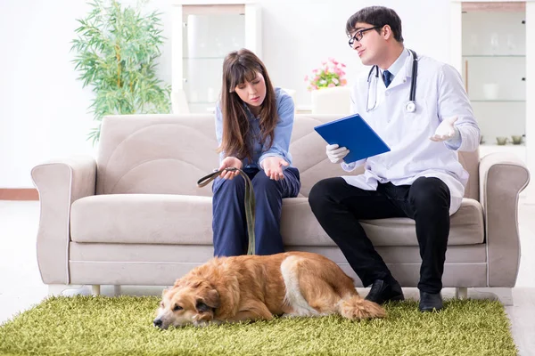 Vet doctor visiting golden retriever dog at home — Stock Photo, Image