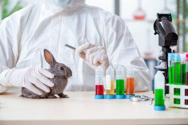 Bilim adamı hayvan tavşanı üzerinde test yapıyor.