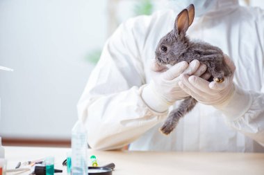 Veteriner doktor kliniğinde tavşanı kontrol ediyor.