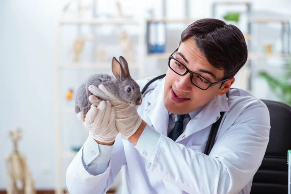 Vet doctor checking up rabbit in his clinic — Stock Photo, Image