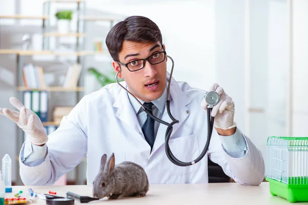 Veteriner doktor kliniğinde tavşanı kontrol ediyor. — Stok fotoğraf