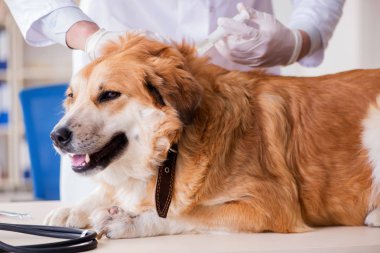Veteriner kliniğinde Golden Retriever köpeğini muayene eden doktor.