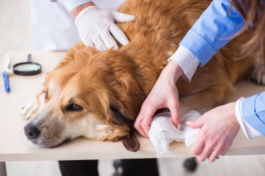Doktor ve asistan veterinerdeki golden retriever köpeğini kontrol ediyor.