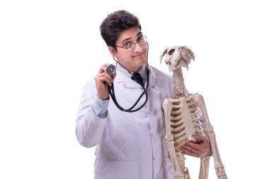 Beyaz arka plan üzerinde izole köpek iskeleti ile doktor