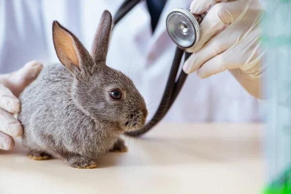 兽医在他的诊所检查兔子 — 图库照片