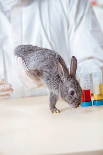 Ученый проводит тесты на животных кроликов — стоковое фото