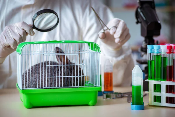 수의사 가 병원에서 토끼를 확인하고 있습니다. — 스톡 사진