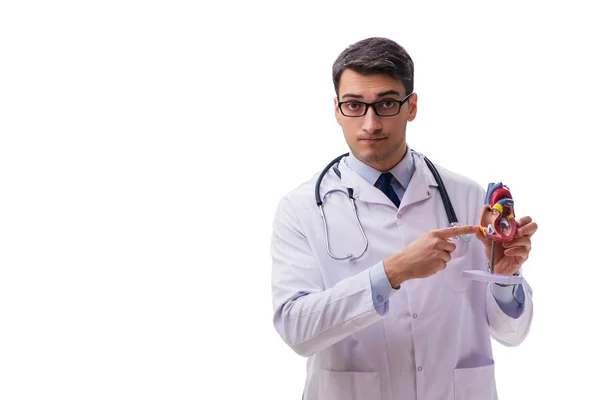 Νεαρός γιατρός με σχήμα καρδιάς απομονώνονται σε λευκό — Φωτογραφία Αρχείου