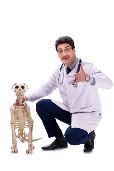 Doctor con esqueleto de perro aislado sobre fondo blanco — Foto de Stock