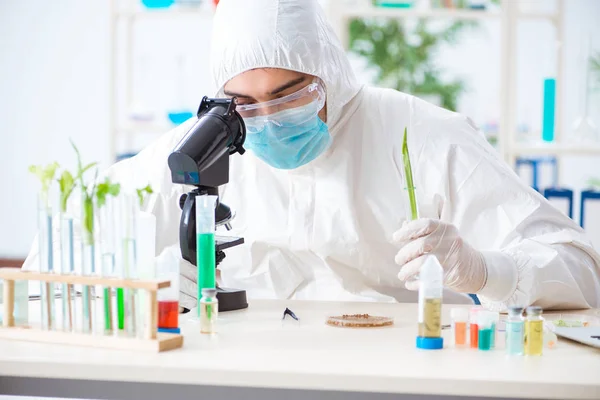 Männlicher Biochemiker arbeitet im Labor an Pflanzen — Stockfoto