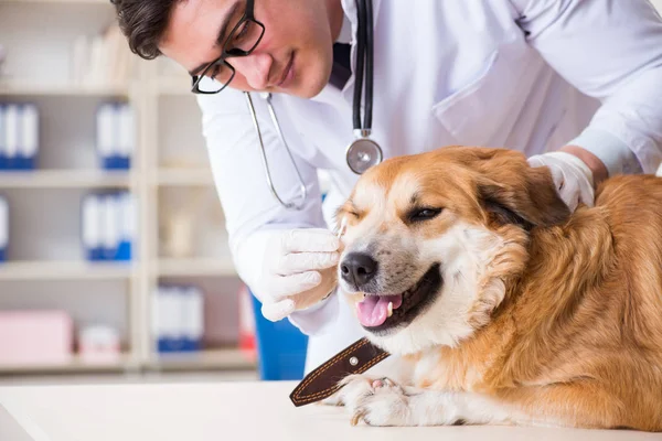 Doctor examining golden retriever dog in vet clinic — Stock Photo, Image