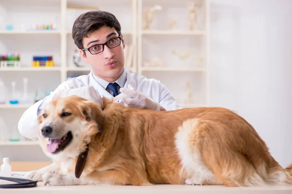 Médico examinando cão golden retriever na clínica veterinária — Fotografia de Stock