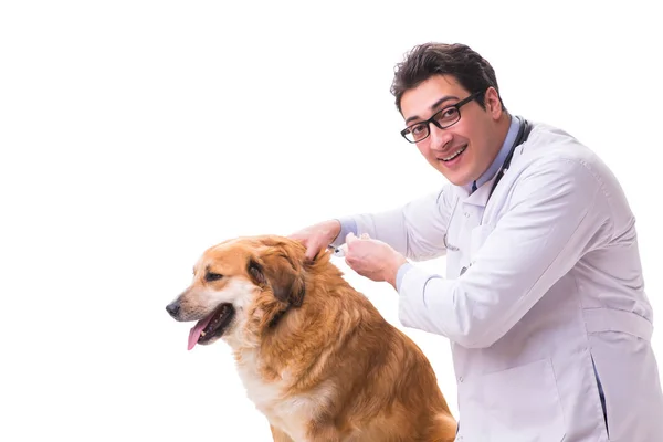 ゴールデンレトリーバー犬の白で隔離を検討獣医医師 — ストック写真