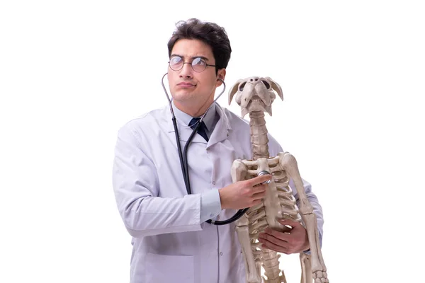 Doctor with dog skeleton isolated on white background Stock Picture