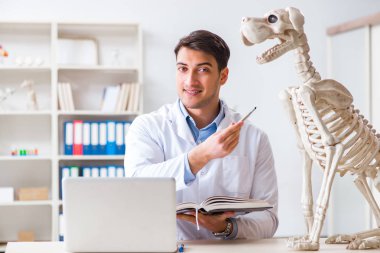 Doktor veteriner köpek iskeleti üzerinde çalışıyor.