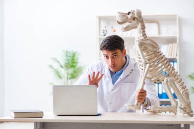 Doktor veteriner köpek iskeleti üzerinde çalışıyor.