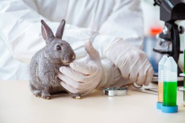 Veteriner doktor kliniğinde tavşanı kontrol ediyor.