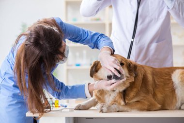 Doktor ve asistan veterinerdeki golden retriever köpeğini kontrol ediyor.