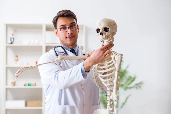 Yong male doctor with skeleton isolated on white — Stock Photo, Image