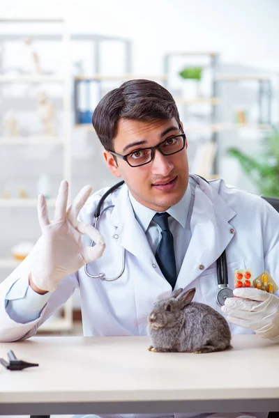 Vet doctor checking up rabbit in his clinic