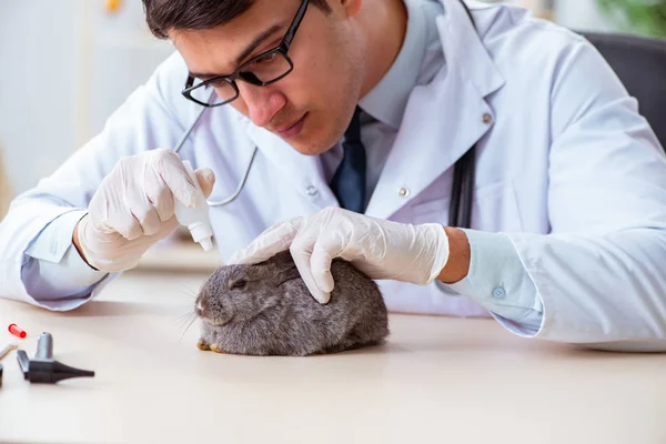 Tierarzt untersucht Kaninchen in seiner Klinik — Stockfoto