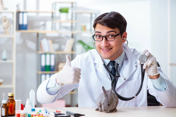 Veteriner doktor kliniğinde tavşanı kontrol ediyor. — Stok fotoğraf