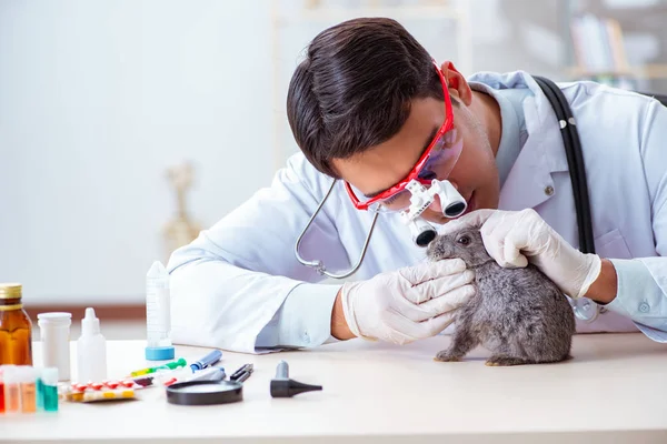 Vet doctor checking up rabbit in his clinic