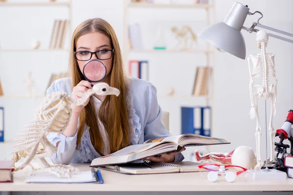 Estudante examinando esqueleto animal em sala de aula — Fotografia de Stock