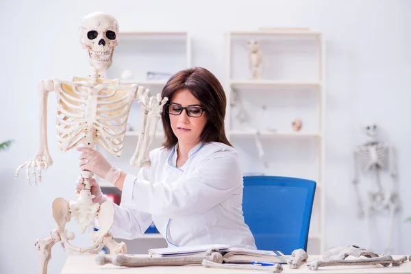 Az orvos a laborban dolgozik a csontvázon. — Stock Fotó