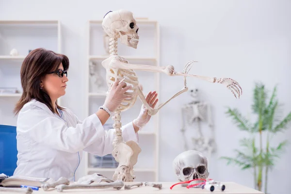 Medico che lavora in laboratorio sullo scheletro — Foto Stock