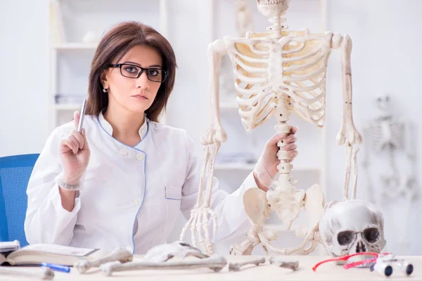 Arzt arbeitet im Labor am Skelett — Stockfoto