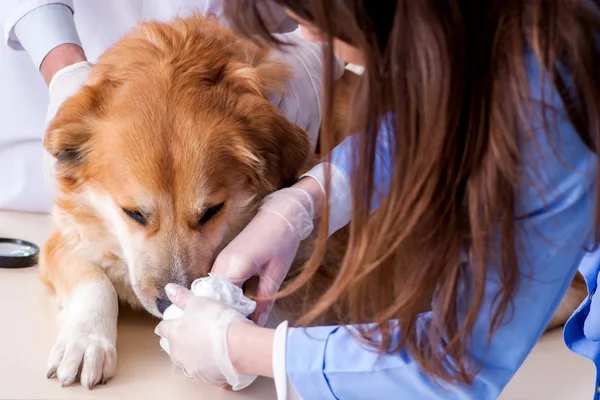 Doctor y asistente revisando perro golden retriever en veterinario cli —  Fotos de Stock