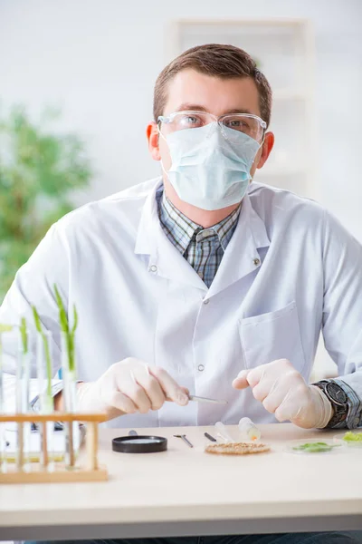 Bioquímico masculino trabajando en el laboratorio de plantas —  Fotos de Stock