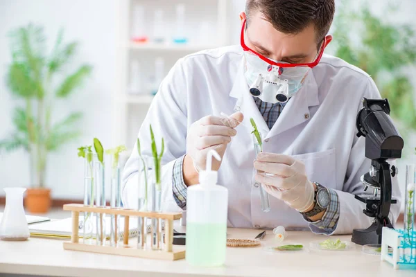 Male biochemist working in the lab on plants — Stock Photo, Image