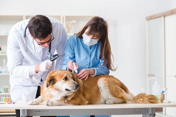Doktor ve asistan veterinerdeki golden retriever köpeğini kontrol ediyor.