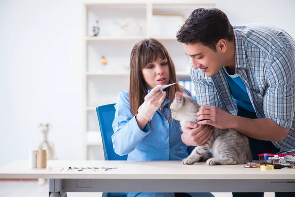 Katze wird in Tierklinik untersucht — Stockfoto