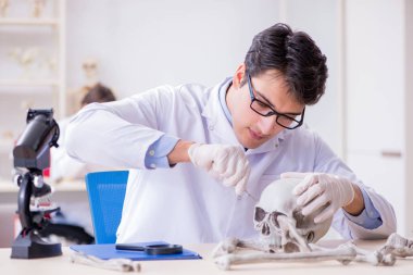 Professor studying human skeleton in lab clipart