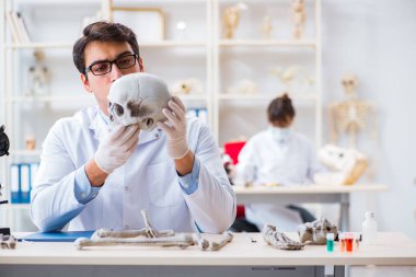 Profesör laboratuvarda insan iskeletini inceliyor.