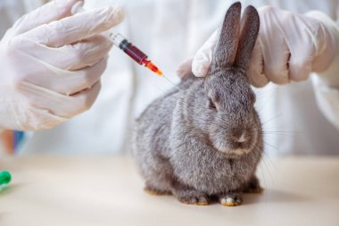 Veteriner doktor kliniğinde tavşanı kontrol ediyor.