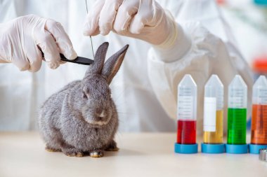 Veteriner doktor kliniğinde tavşanı kontrol ediyor.