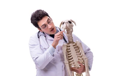 Beyaz arka plan üzerinde izole köpek iskeleti ile doktor