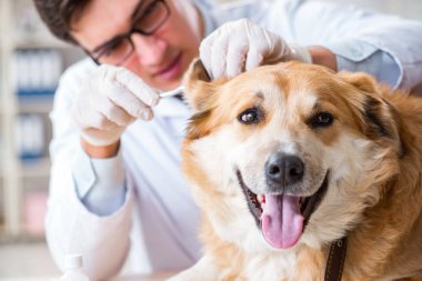 Veteriner kliniğinde Golden Retriever köpeğini muayene eden doktor.