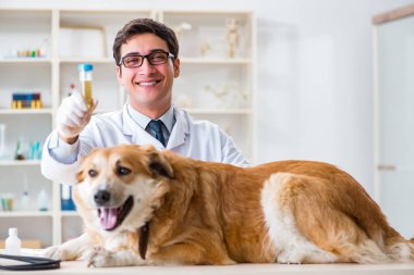 Veteriner kliniğinde Golden Retriever köpeğini muayene eden doktor.