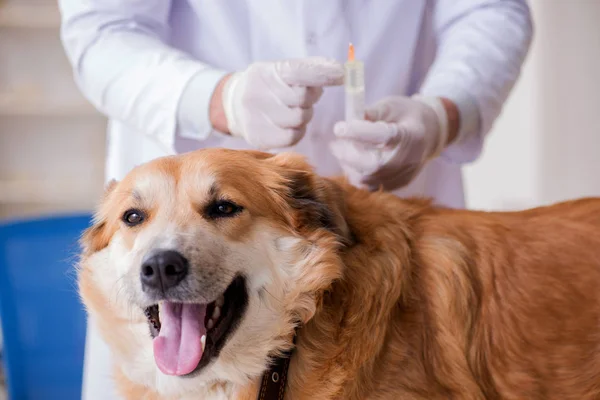 Läkare undersöker golden retriever hund på veterinärkliniken — Stockfoto