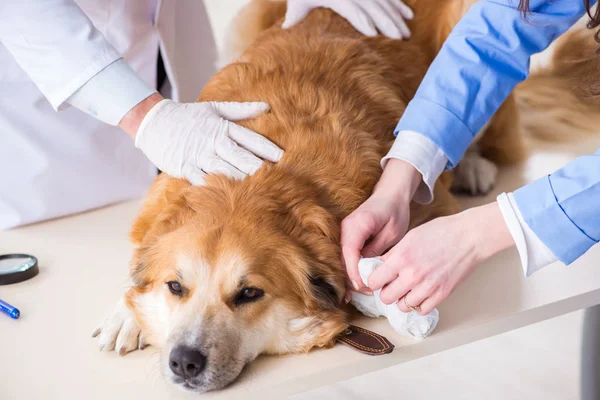 Doktor a asistent kontrola zlatý retrívr pes v veterinář Cli — Stock fotografie
