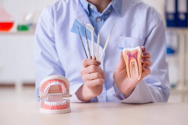 Dentista que pratica o trabalho no modelo de dente — Fotografia de Stock