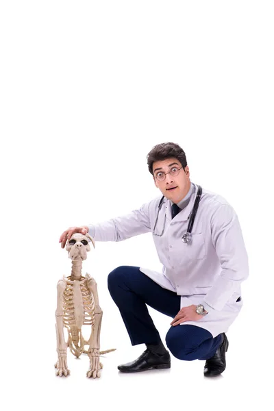 Doctor con esqueleto de perro aislado sobre fondo blanco — Foto de Stock