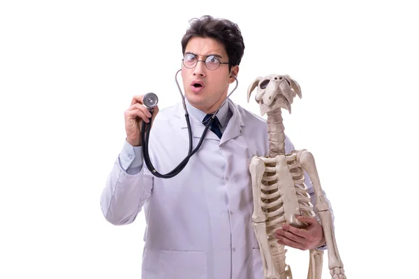 Dottore con scheletro di cane isolato su sfondo bianco — Foto Stock