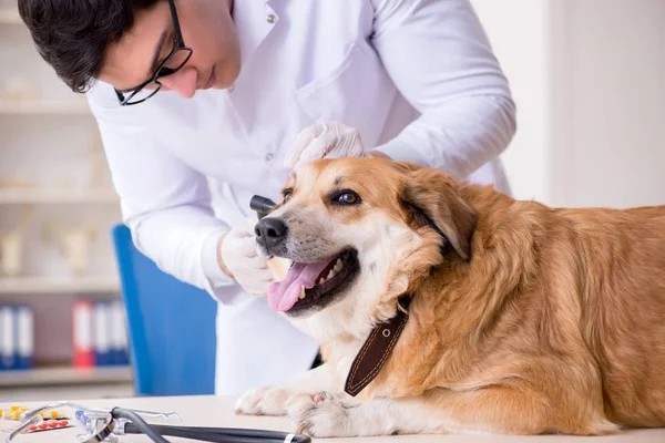 Doctor examining golden retriever dog in vet clinic